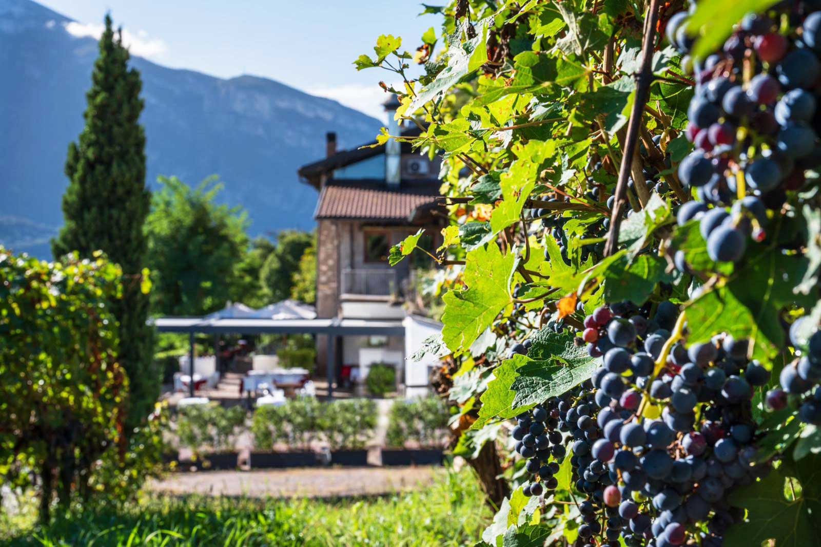 mas dela fam azienda agricola produzione vini